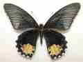 Papilio forbesi (aberration, sumatra is. indonesia) (Internet Image property of respective owner, non-commercial use only)